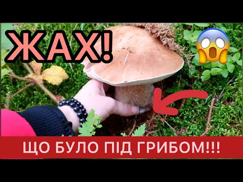 Видео: ЕКСТРЕМАЛЬНИЙ ЗБІР БІЛИХ ГРИБІВ та ПІДОСИНОВИКІВ😱 ПЕРЕЛЯКАЛАСЬ, але НАЗБИРАЛА🙃 Збираю Гриби #35