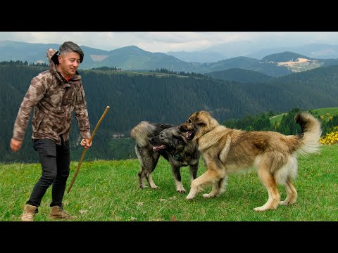 Видео: Пастух на плато Аладжа | Документальный фильм