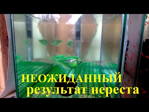 Видео: Тернеция глофиш размножение Нерест тернеции Разведение тернеции глофиш
