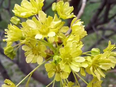 Видео: Прелести Весны🌼и музыка Поль Мориа