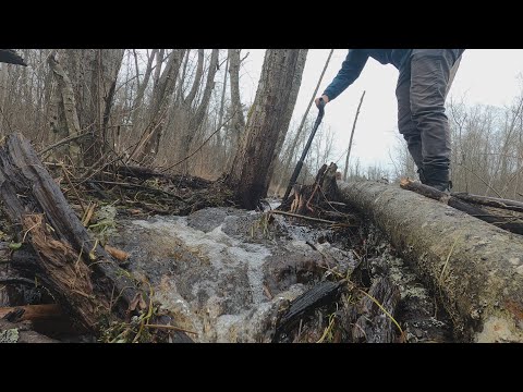 Видео: А у нас Весна! Поможем воде преодолеть Бобровую плотину. День 2.