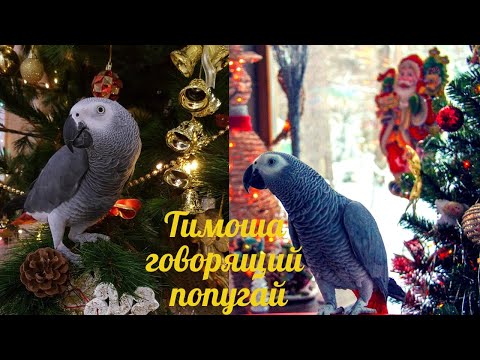 Видео: Тимоша говорящий попугай, вид Жако. Подборка видео #8