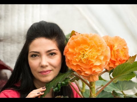 Видео: Гигантские бегонии, начало цветения 2019