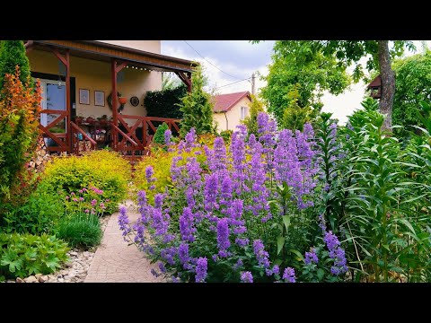 Видео: Цветы и Растения которые внесут прохладные нотки в сад 💜Неприхотливые растения для сада #garden