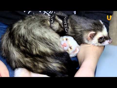 Видео: Глазами животных #136. Рассказ о хорьках и карпах кои.