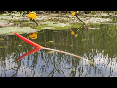 Видео: Ловля карася на ПОПЛАВОК в кувшинках - рыбалка на малой реке летом