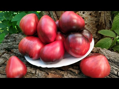 Видео: Каталог  ТОМАТОВ  🍅 часть 1