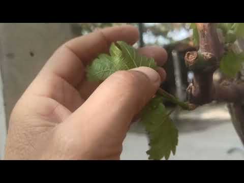 Видео: Зарари асосӣ дар пеш аз мӯҳлат буридани(обрезка) навдаҳои ангур.