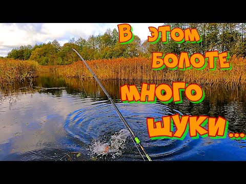 Видео: Ловля ОКУНЯ и ЩУКИ в БОЛОТЕ ! РЫБАЛКА на СПИННИНГ Осенью .