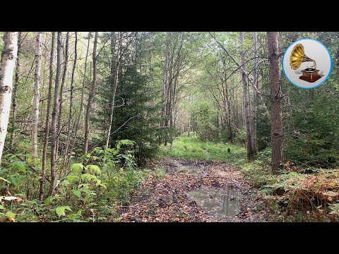 Видео: Звуки Осеннего Леса: Шуршание Листьев на Ветру и Пение Птиц, 10 часов Покоя и Сна.
