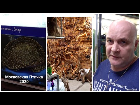 Видео: Московский Птичий Рынок.  Рыборазводня Алексея Александрова
