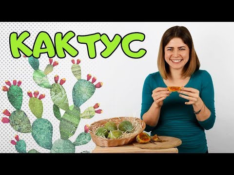 Видео: Плод кактуса или опунция. Как это есть? #Opuntia