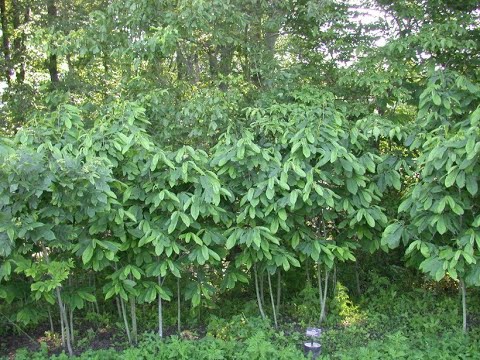 Видео: Так зимует моя азимина.