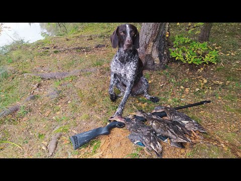 Видео: Охота на утку  с Курцхааром! Курцхаар Ричард !