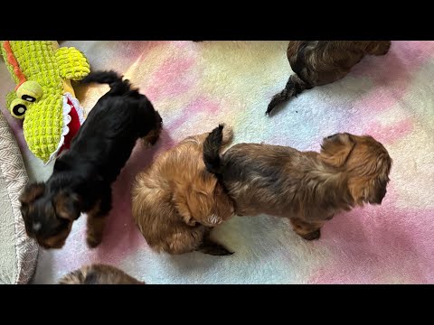 Видео: Щенки Йорки-первый прикорм// котята сфинкс// знакомство с нашими малышами 🍼