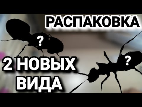 Видео: Распаковка посылки с двумя новыми видами муравьёв. #МуравьиЯрославль
