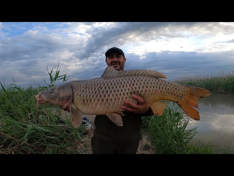 Видео: ТРОФЕЙНЫЙ САЗАН УТАЩИЛ УДОЧКУ