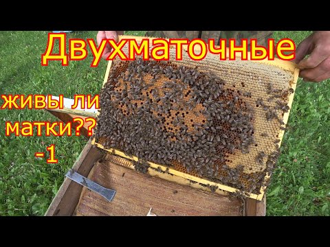 Видео: ДВУХМАТОЧНЫЕ! ЖИВЫ ли МАТКИ??? Проверяем маток после сезона!