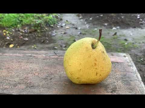 Видео: Прогулка по осеннему саду( октябрь 2025года)