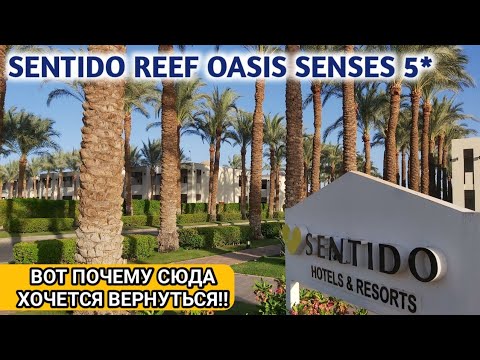 Видео: Египет 2021 отель Sentido Reef Oasis Senses 5 *Шарм