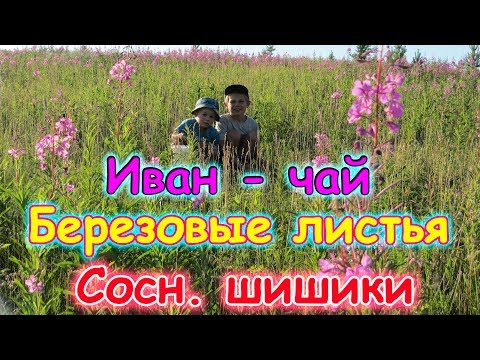Видео: Сбор Иван - чая. Сбор листьев березы. Сбор сосн. шишек. (07.17г.) Семья Бровченко.