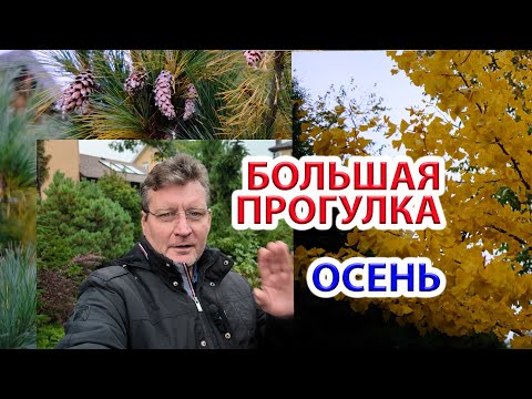 Видео: Большая осенняя прогулка по саду