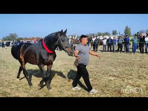 Видео: Жылкы сынак. Сокулук районунун Шалта айылы. 3- бөлүк.