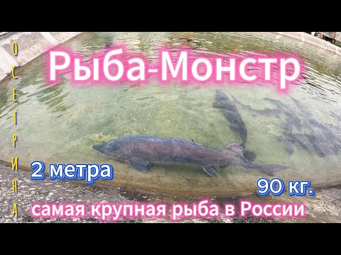 Видео: #СОЧИ НЕРЕАЛЬНАЯ ЭКСКУРСИЯ / ФОРЕЛЕВОЕ ХОЗЯЙСТВО