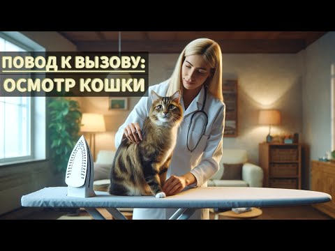 Видео: Повод к вызову: осмотр кошки
