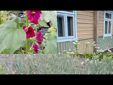 Видео: Огород после грозы и ливня.🌳 Красим родительский дом.🏡