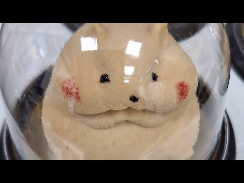 Видео: Хом'ячки