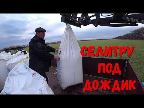 Видео: Когда лучше кормить весной Озимый Ячмень!!!Сколько давать Селитры на 1 га!!!