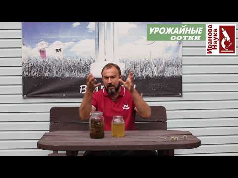 Видео: СЕКРЕТНЫЙ рецепт продления молодости растений - БЕСПЛАТНО! Моховой настой творит чудеса!