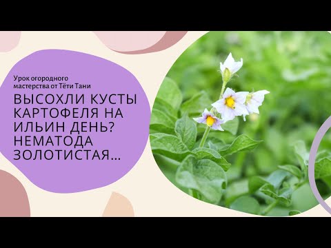 Видео: Картофель. Высохли кусты на Ильин День? Нематода золотистая.