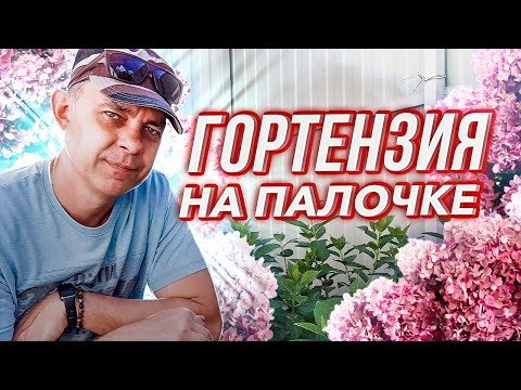 Видео: МЕТЕЛЬЧАТАЯ ГОРТЕНЗИЯ НА ШТАМБЕ: ФОРМИРОВКА, ВЫРАЩИВАНИЕ, ПЛЮСЫ И МИНУСЫ, О КОТОРЫХ НАДО ЗНАТЬ