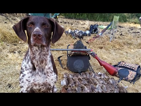 Видео: Охота на перепела с курцхааром и тоз бм