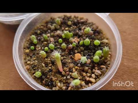 Видео: Кактусы из семян. 🌵 Часть 2.