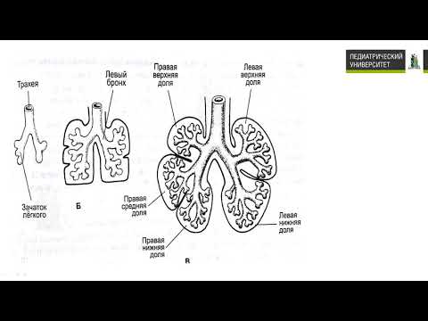 Видео: 16. Дыхательная система