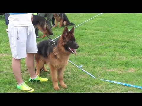 Видео: СПЕЦ ВЫСТАВКА РАНГА ПК НЕМЕЦКИХ ОВЧАРОК пгт ВАСИЛЬЕВО 19 05 2018 г 2