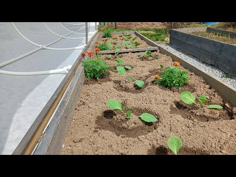 Видео: ПЕРВЫЕ РАБОТЫ В ОГОРОДЕ/ ПОСАДКА КАПУСТЫ/ЛУК/МОРКОВЬ/ПЕТУНИЯ/ СОБАКИ НА ДАЧЕ