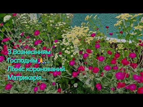 Видео: 187 кущів троянд.Ліхніс коронований,мартрикарія