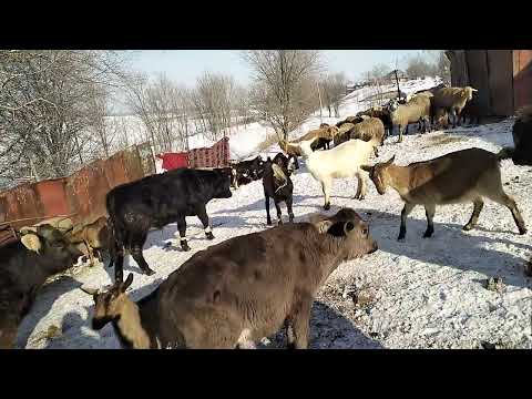 Видео: ЕШКІ, ҚОЙ, СИЫР шаруашылығы! қаз, үйрек, тауық! тана, бұзау! қозы, лақ! 8747жеті төрт екі 21 27