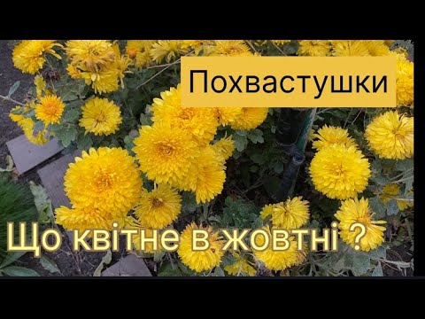 Видео: Похвастушки, що квітує в мене зараз ?, жовтень 2015. #мійсад #garden #осіннійсад 