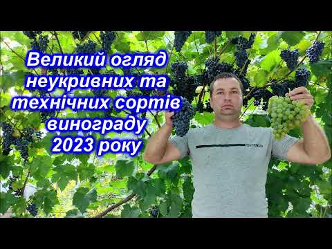 Видео: Великий огляд неукривних та технічних сортів винограду 2023