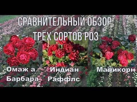 Видео: Сравнительный обзор трёх сортов роз.