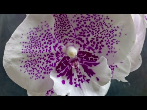 Видео: ОРХИДЕЯ НЕ ОТЦВЕТАЕТ ТРИ ГОДА🔥МОИ ПОСАДКИ😊
