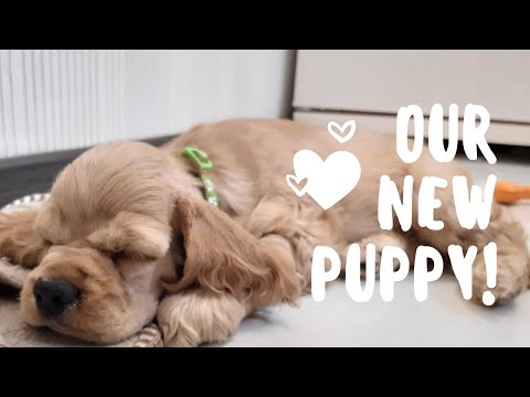 Видео: Первый день в новом доме/ Щенок американского кокер спаниеля/American cocker spaniel puppy first day