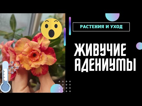 Видео: Шоковая "терапия" адениумам  НЕРЕАЛЬНЫЕ условия #адениум #adenium