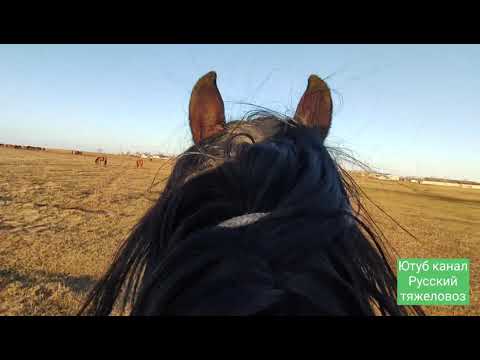 Видео: Самое длинное видео.|Табунное коневодство.| Новый сезон для Жеребца Суффикса.