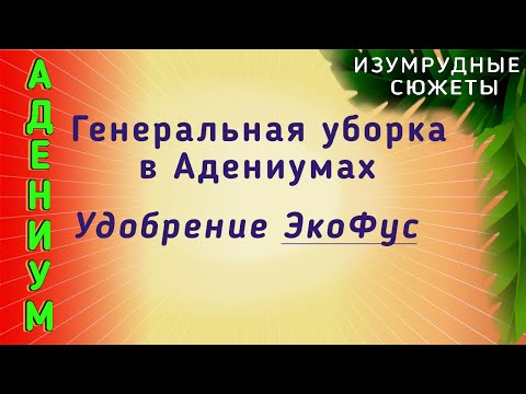 Видео: Адениум Выращивание Уход Дома.  Удобрение ЭкоФус